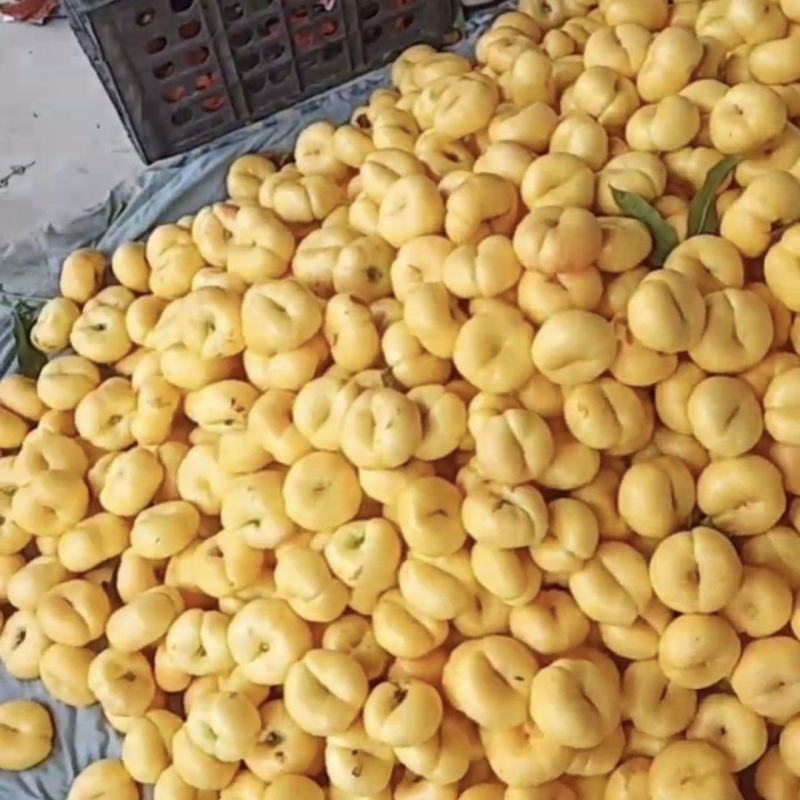 精品河北黄蟠桃，个大味甜，大量有货，可供全国市场商超电商