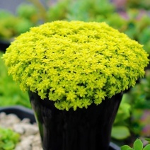 黄金万年草多肉植物多肉盆栽办公室草肉新手花卉绿植高档防辐射