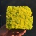 黄金万年草多肉植物多肉盆栽办公室草肉新手花卉绿植高档防辐射