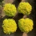 黄金万年草多肉植物多肉盆栽办公室草肉新手花卉绿植高档防辐射