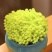 黄金万年草多肉植物多肉盆栽办公室草肉新手花卉绿植高档防辐射