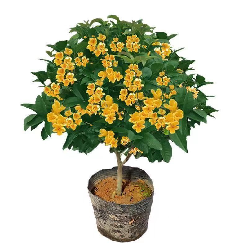 正宗四季桂花可食用花香满屋盆栽桂花树浓香型绿植室内花卉好养