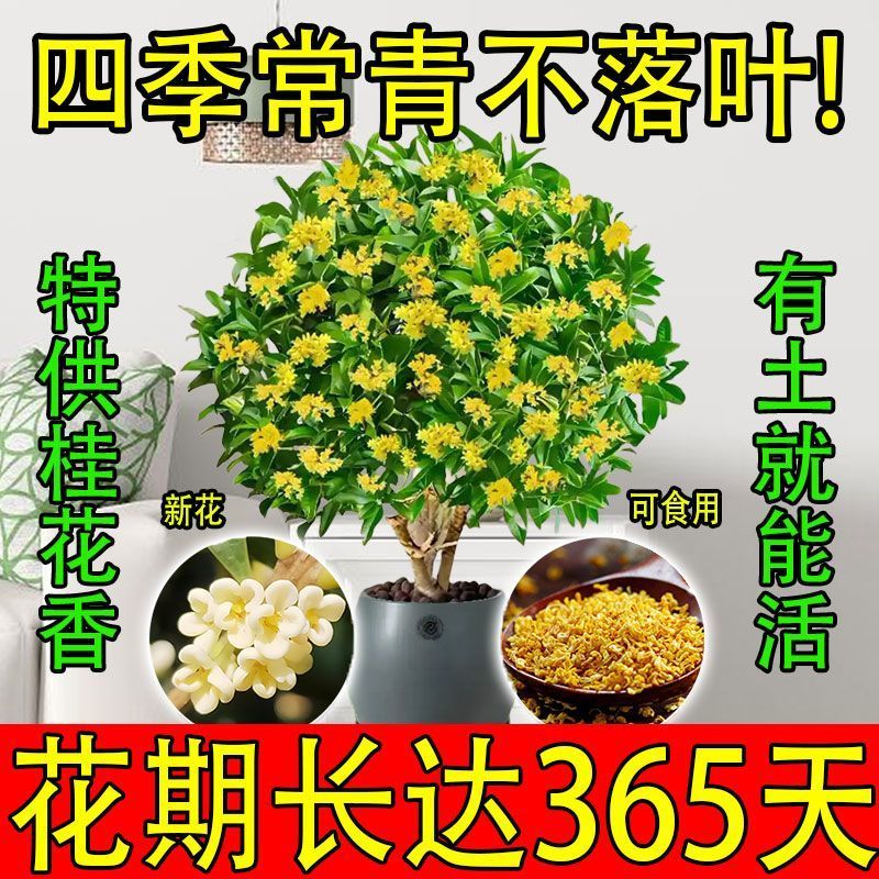 正宗四季桂花可食用花香满屋盆栽桂花树浓香型绿植室内花卉好养
