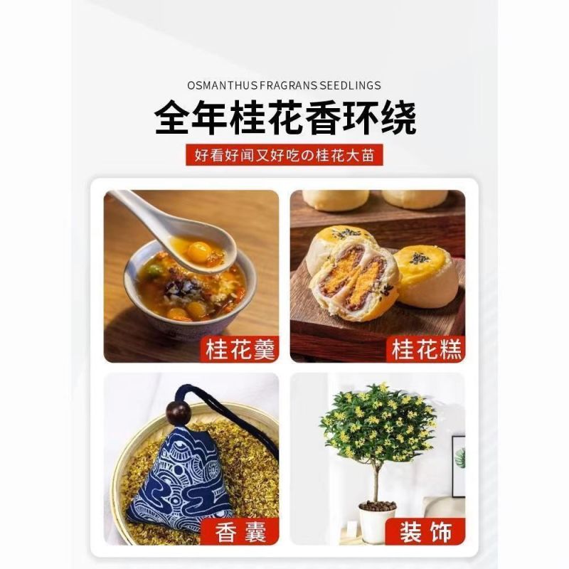 正宗四季桂花可食用花香满屋盆栽桂花树浓香型绿植室内花卉好养