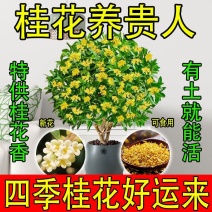 正宗四季桂花可食用花香满屋盆栽桂花树浓香型绿植室内花卉好养