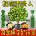 正宗四季桂花可食用花香满屋盆栽桂花树浓香型绿植室内花卉好养