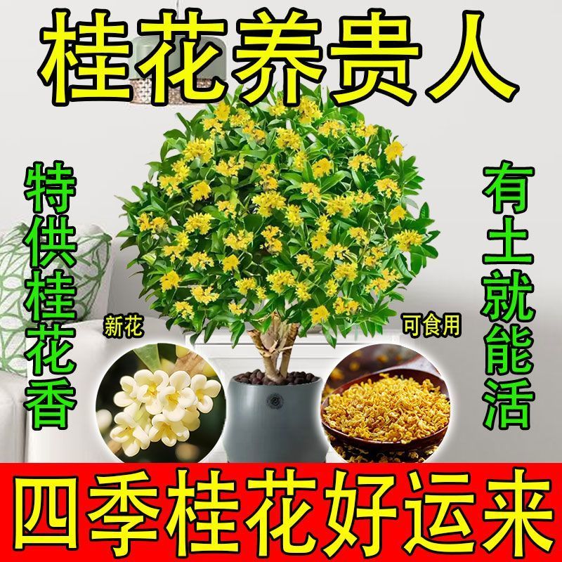 正宗四季桂花可食用花香满屋盆栽桂花树浓香型绿植室内花卉好养