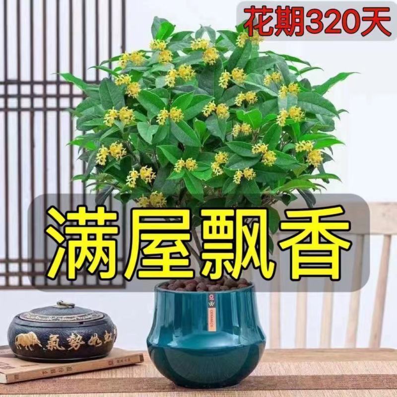 正宗四季桂花可食用花香满屋盆栽桂花树浓香型绿植室内花卉好养