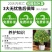 正宗四季桂花可食用花香满屋盆栽桂花树浓香型绿植室内花卉好养