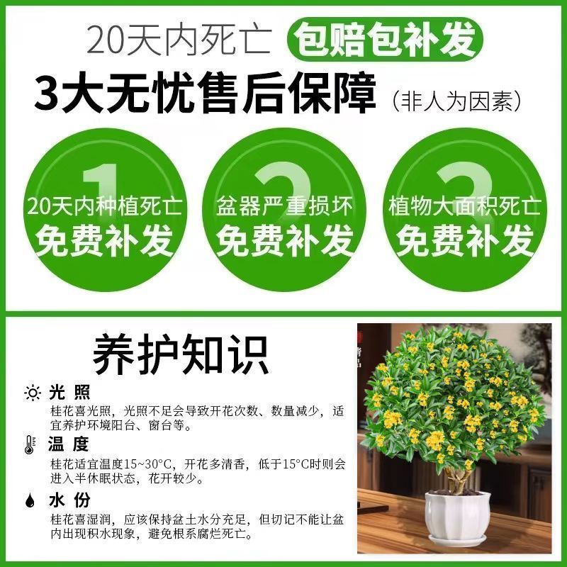 正宗四季桂花可食用花香满屋盆栽桂花树浓香型绿植室内花卉好养