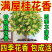 正宗四季桂花可食用花香满屋盆栽桂花树浓香型绿植室内花卉好养