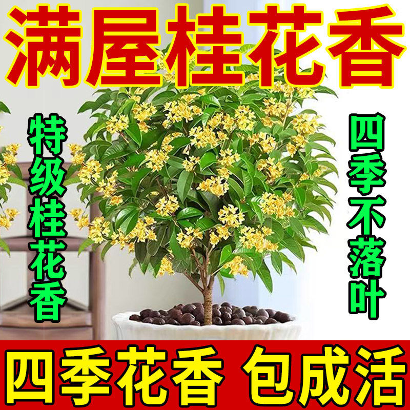 正宗四季桂花可食用花香满屋盆栽桂花树浓香型绿植室内花卉好养