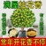 正宗四季桂花可食用花香满屋盆栽桂花树浓香型绿植室内花卉好养
