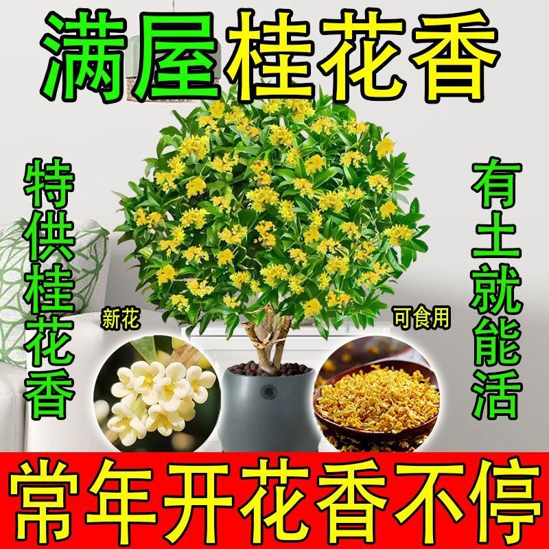 正宗四季桂花可食用花香满屋盆栽桂花树浓香型绿植室内花卉好养