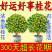 正宗四季桂花可食用花香满屋盆栽桂花树浓香型绿植室内花卉好养