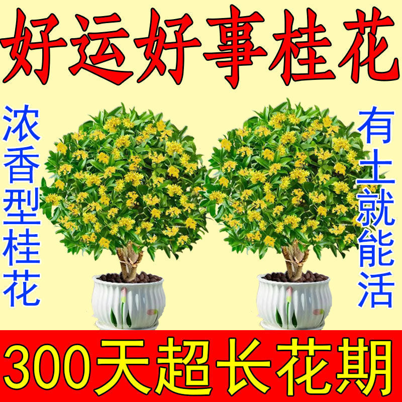 正宗四季桂花可食用花香满屋盆栽桂花树浓香型绿植室内花卉好养