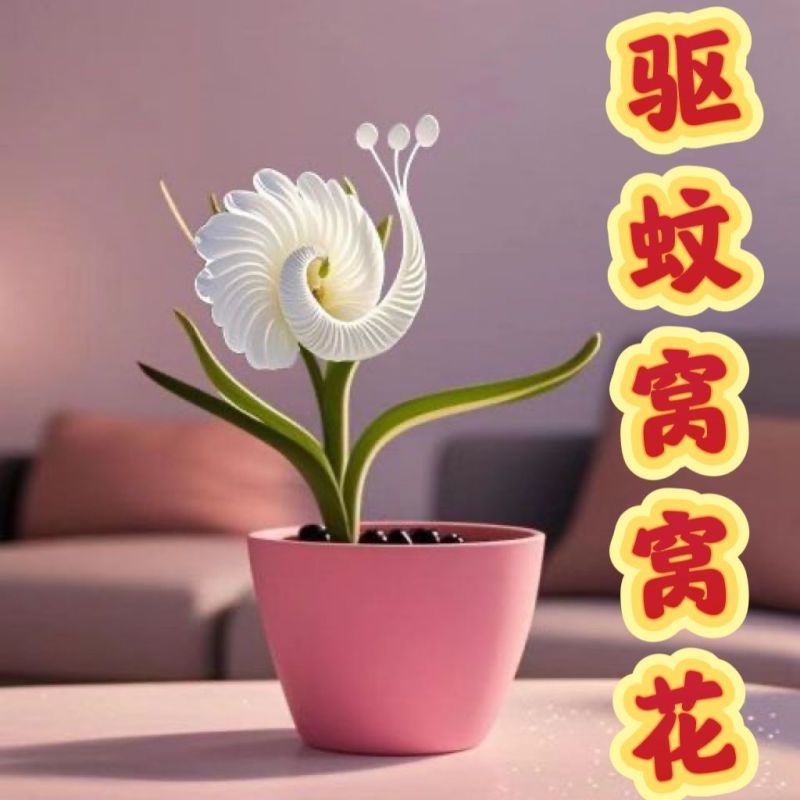 【四季好养】窝窝花阳台盆栽室内外花卉驱蚊绿植庭院植物四季开花