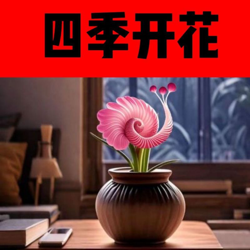 【四季好养】窝窝花阳台盆栽室内外花卉驱蚊绿植庭院植物四季开花
