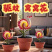 【四季好养】窝窝花阳台盆栽室内外花卉驱蚊绿植庭院植物四季开花