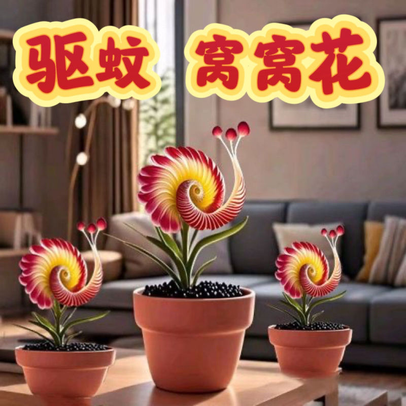 【四季好养】窝窝花阳台盆栽室内外花卉驱蚊绿植庭院植物四季开花
