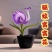 【四季好养】窝窝花阳台盆栽室内外花卉驱蚊绿植庭院植物四季开花