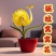 【四季好养】窝窝花阳台盆栽室内外花卉驱蚊绿植庭院植物四季开花