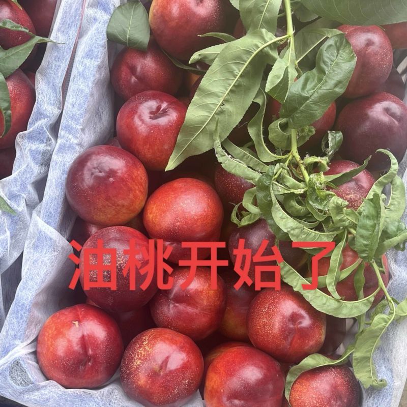 山东枣庄油蟠桃大量供应诚信合作量大从优价格美丽欢迎来电