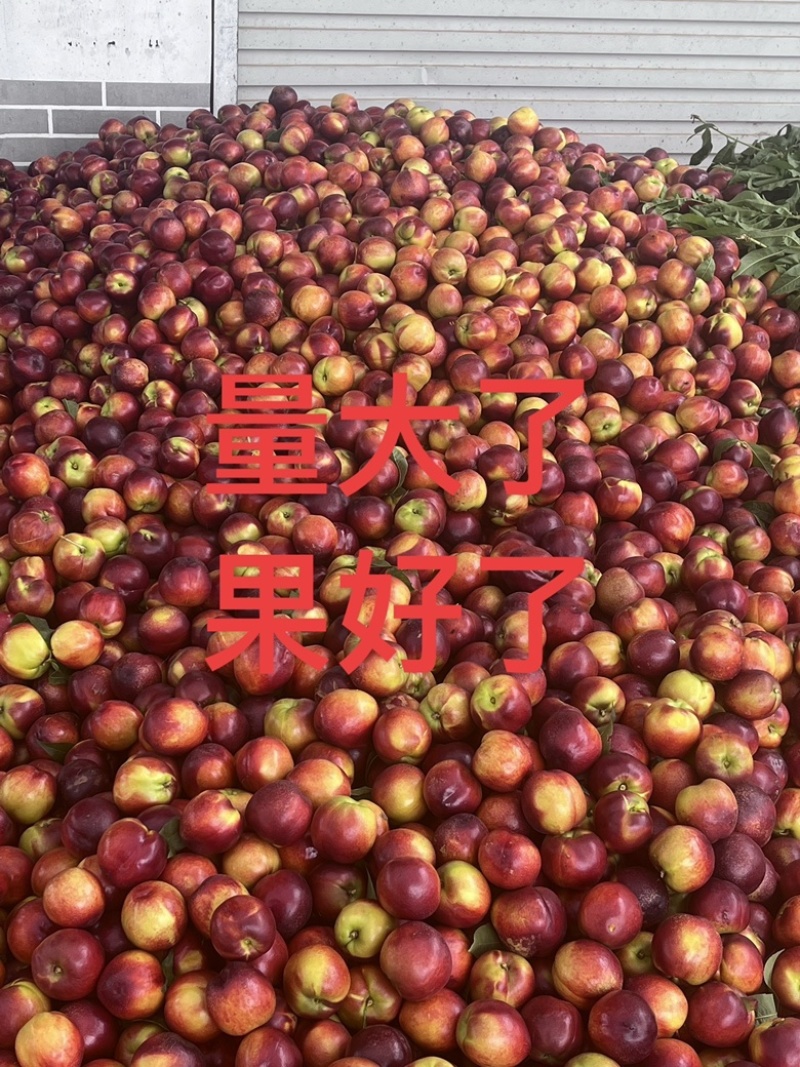 山东枣庄油蟠桃大量供应诚信合作量大从优价格美丽欢迎来电