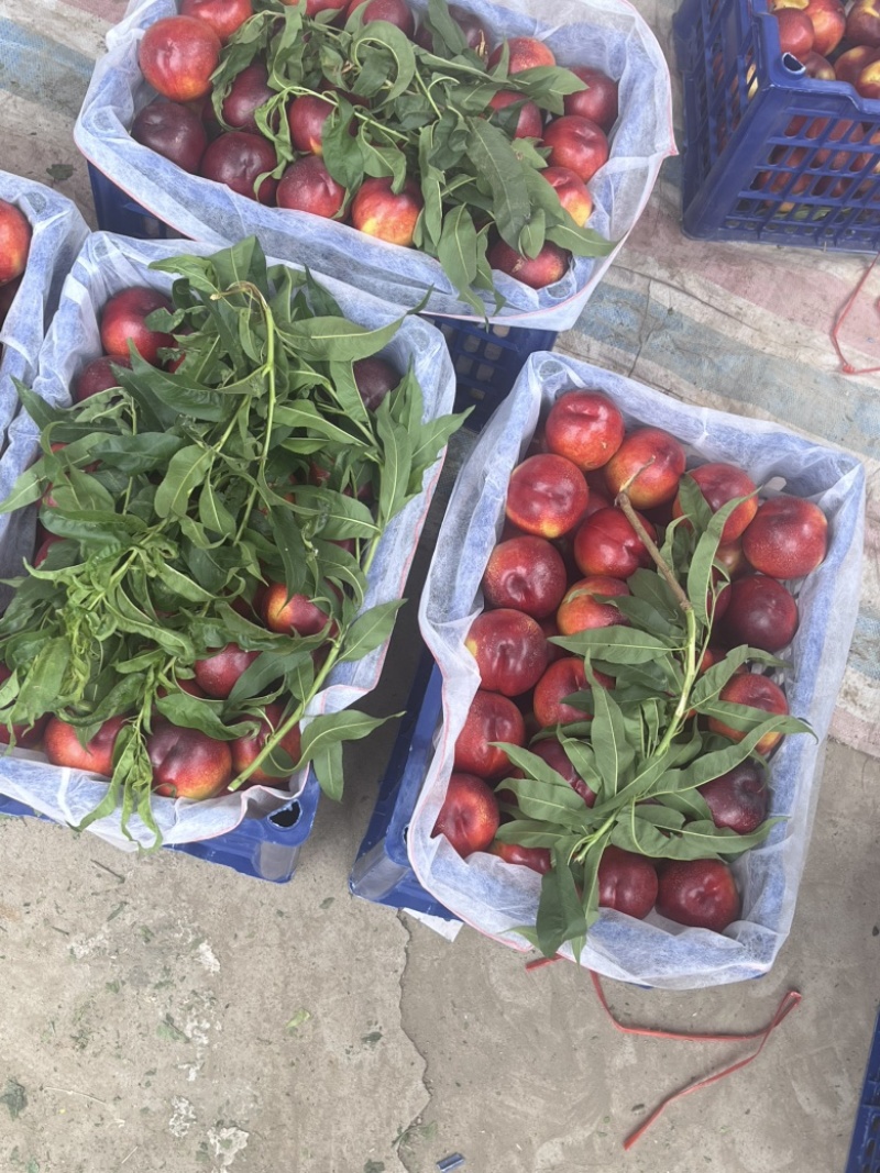 山东枣庄油蟠桃大量供应诚信合作量大从优价格美丽欢迎来电