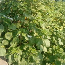 苎麻