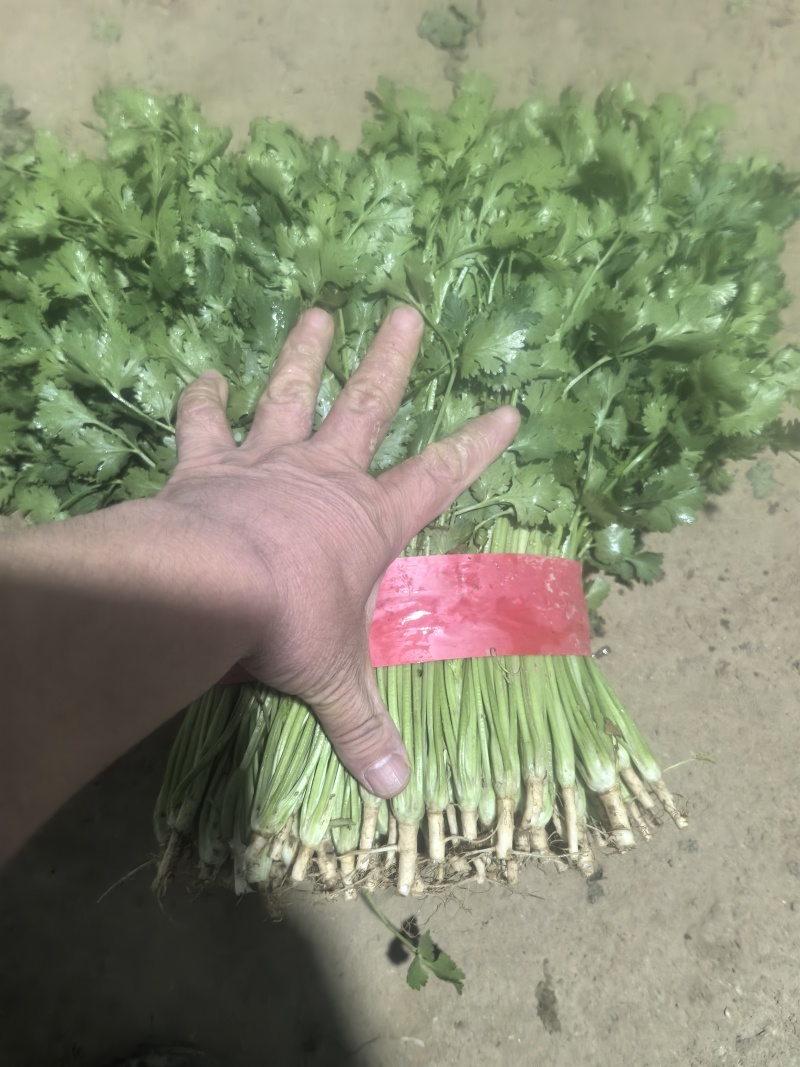 香菜