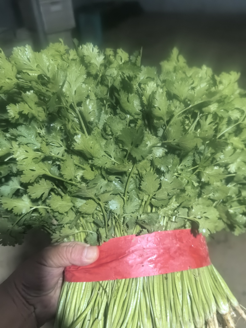香菜