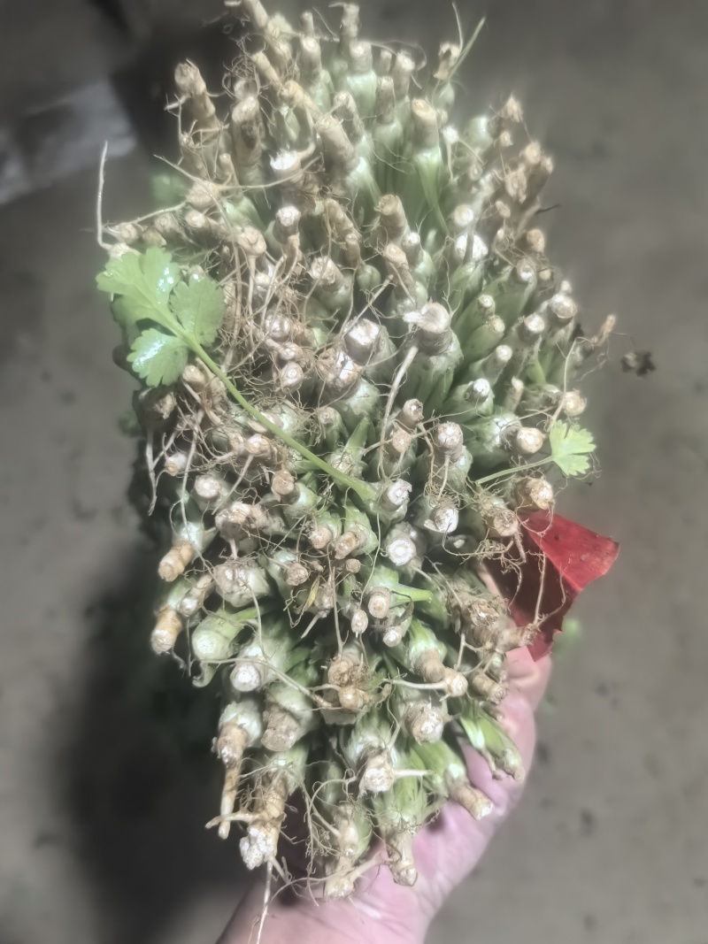 香菜