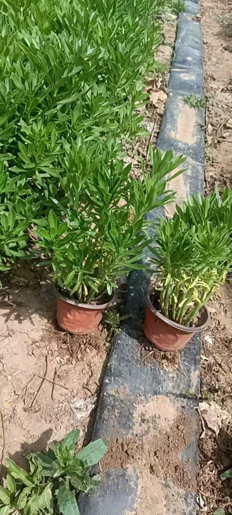 三七景天