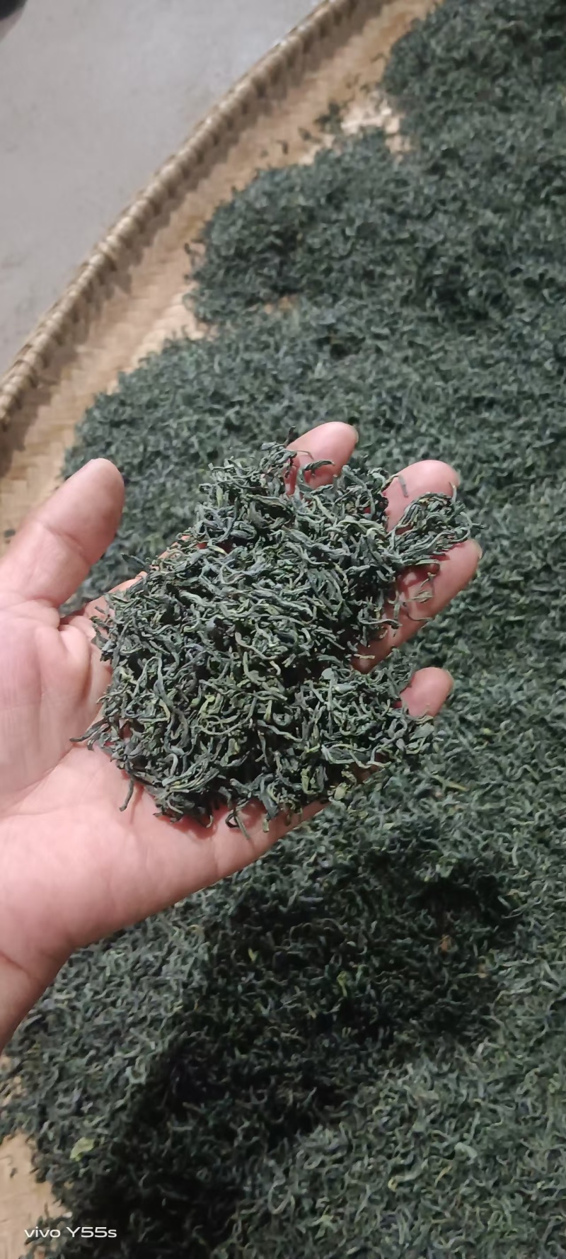 【精选】六安高山黄茶自家茶园直供品质保障欢迎咨询下单