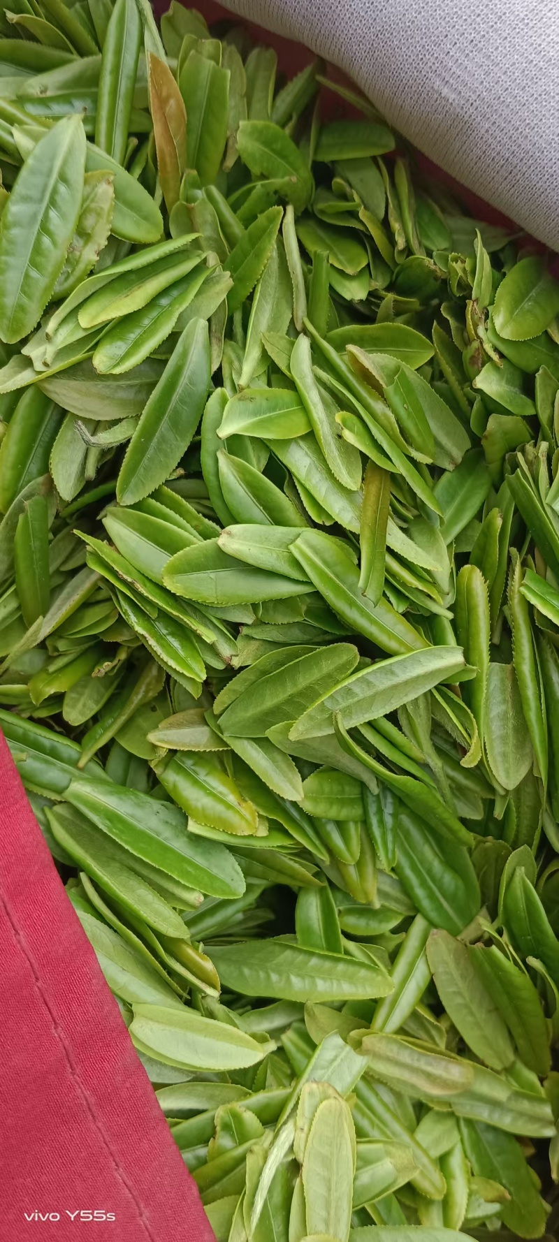 【精选】六安高山黄茶自家茶园直供品质保障欢迎咨询下单