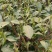 【精选】六安高山黄茶自家茶园直供品质保障欢迎咨询下单