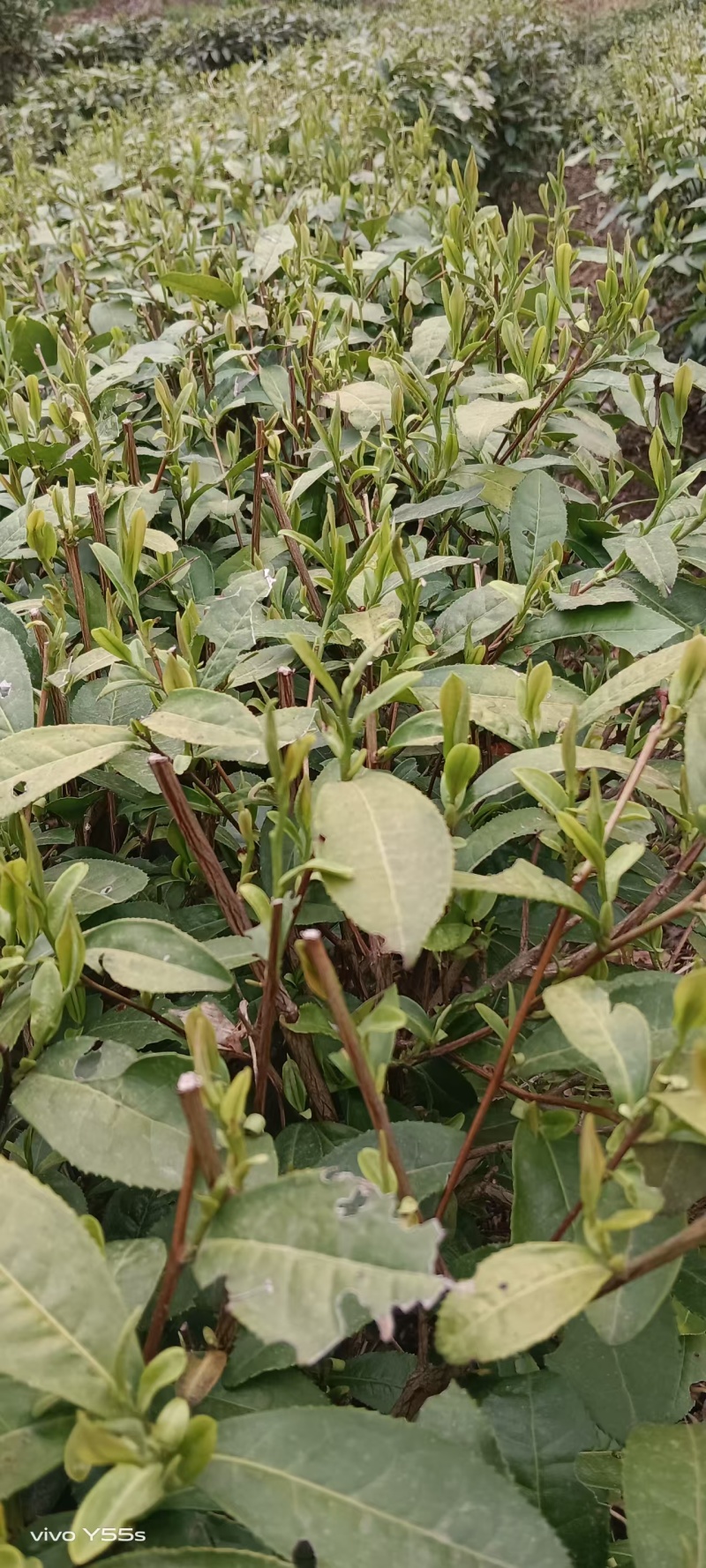 【精选】六安高山黄茶自家茶园直供品质保障欢迎咨询下单