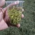 【精选】六安高山黄茶自家茶园直供品质保障欢迎咨询下单