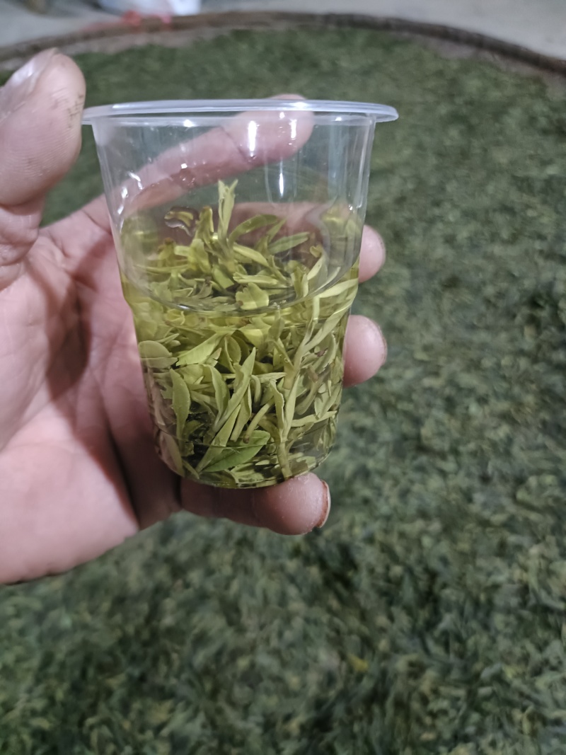 【精选】六安高山黄茶自家茶园直供品质保障欢迎咨询下单