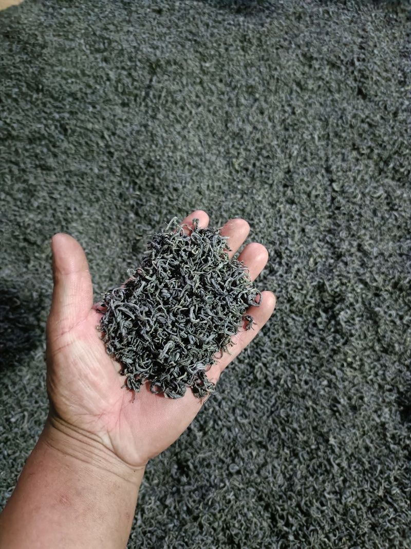 【精选】六安高山黄茶自家茶园直供品质保障欢迎咨询下单