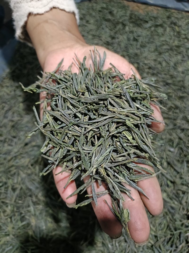 【精选】六安高山黄茶自家茶园直供品质保障欢迎咨询下单