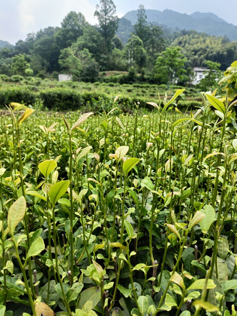 【精选】六安高山黄茶自家茶园直供品质保障欢迎咨询下单