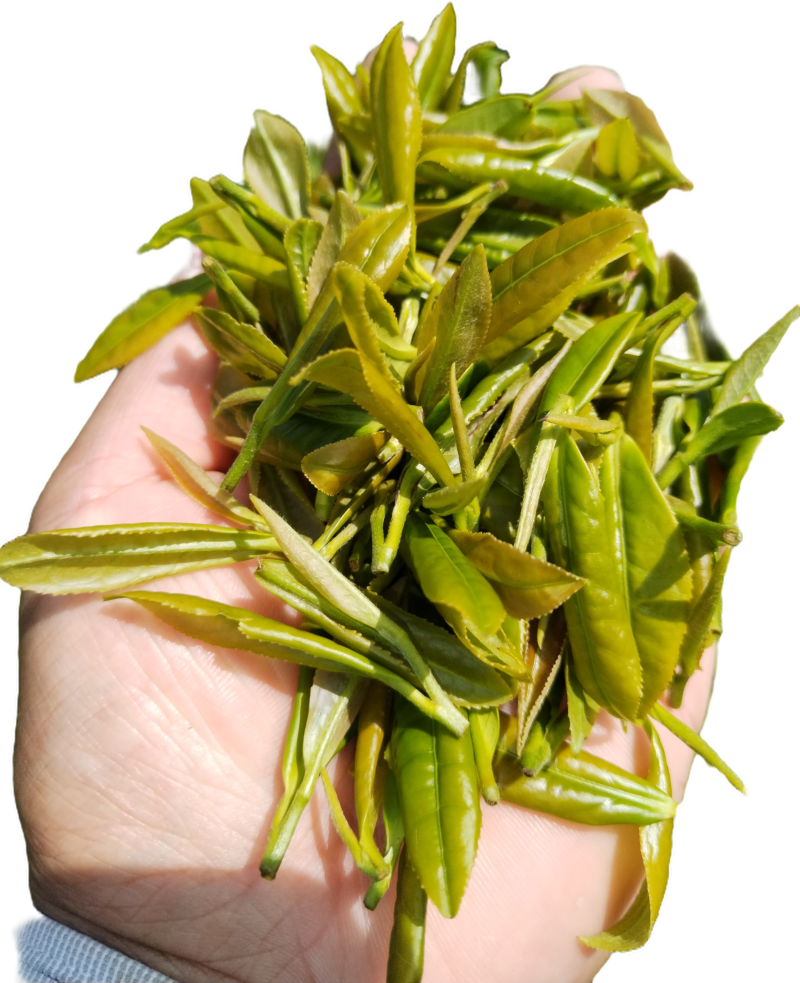 【精选】六安高山黄茶自家茶园直供品质保障欢迎咨询下单