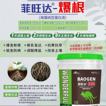 爆根