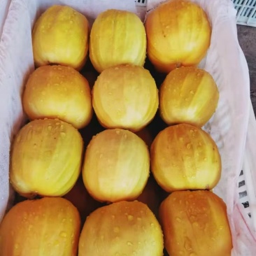 丑八怪香瓜