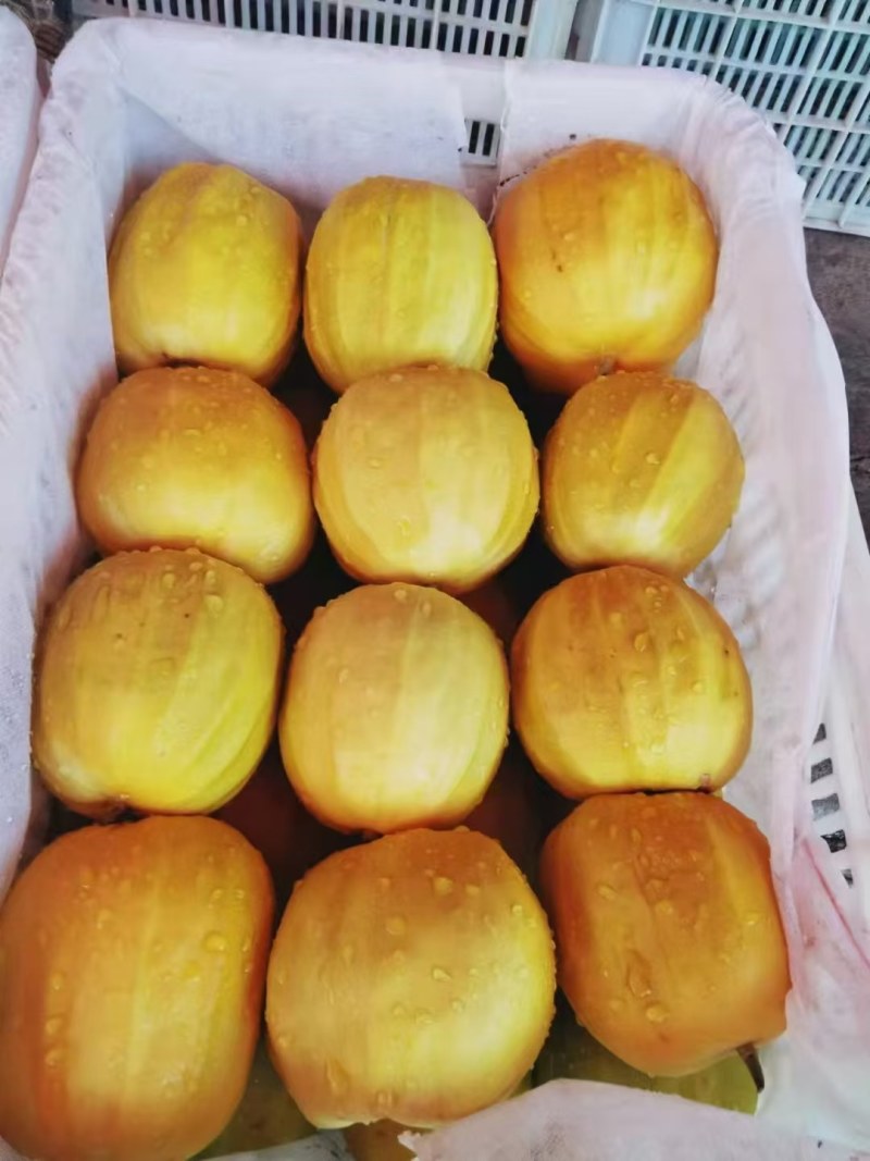 丑八怪香瓜