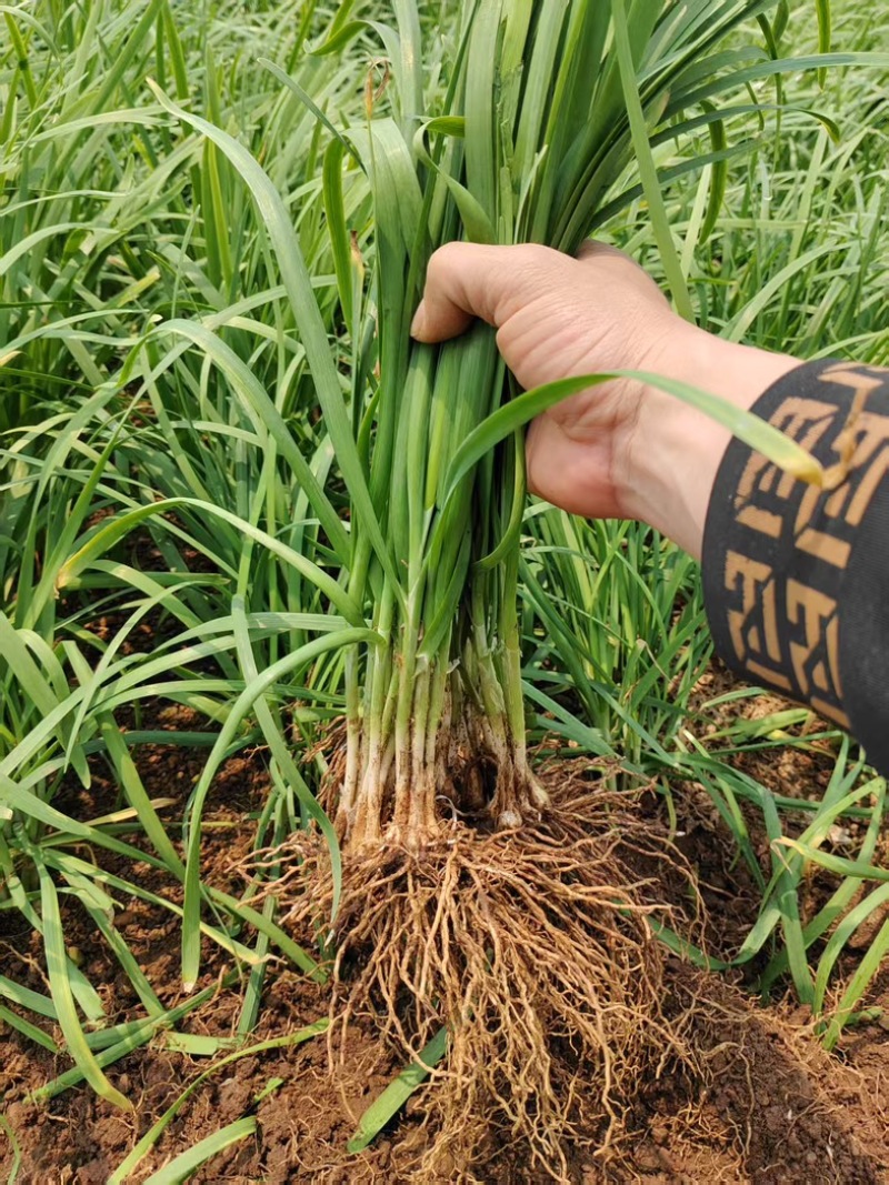 韭菜根