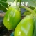 精品青茄已上市，货源充足，全国供应，诚信经营，欢迎选购