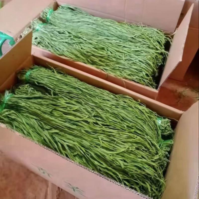 贡菜（一级）纯绿对接电商商超工厂价格实惠发货快